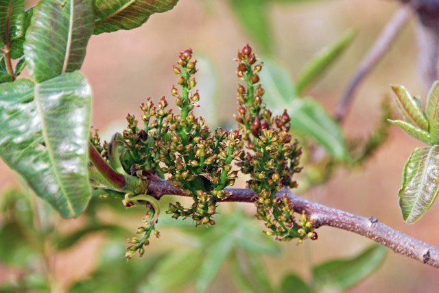 Pistachos