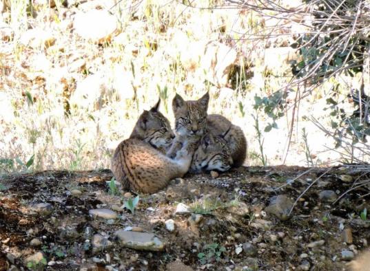 crias lince iberico clm
