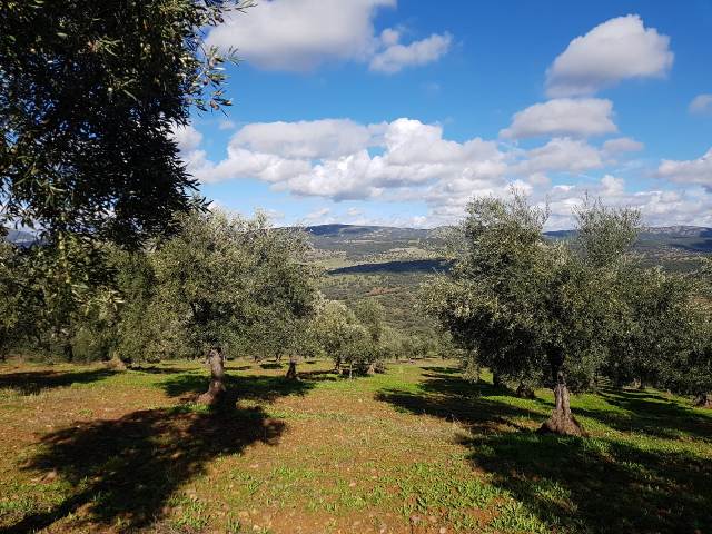 olivar