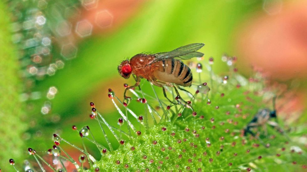 mosca de la fruta