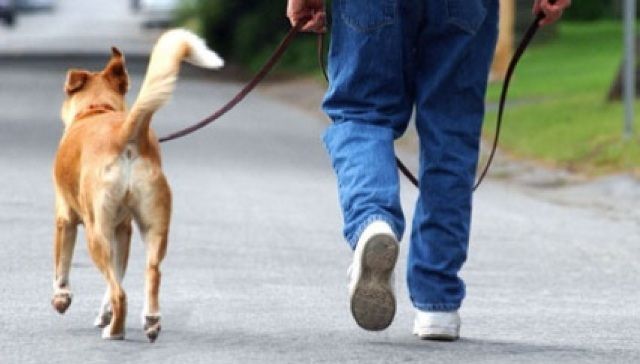 paseando con perro