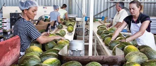 melon sandia