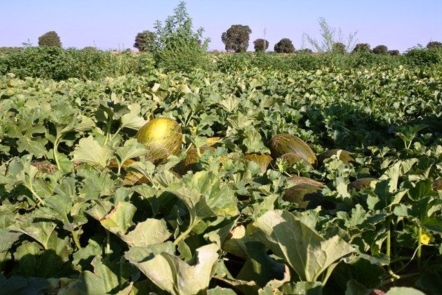 MELON IGP