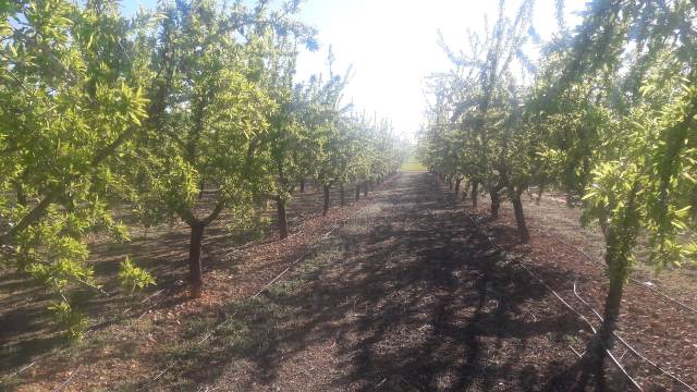 almendros