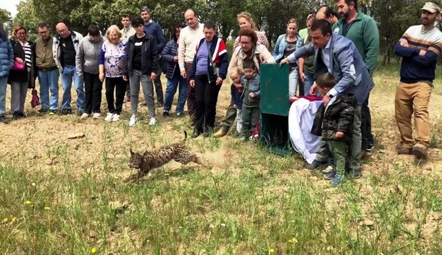 MARTINEZ ARROYO SUELTA LINCE 2