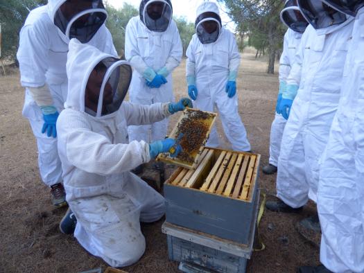 bomberos abejas