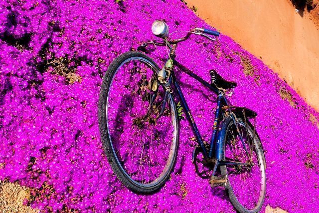 concurso foto bici la senda violeta