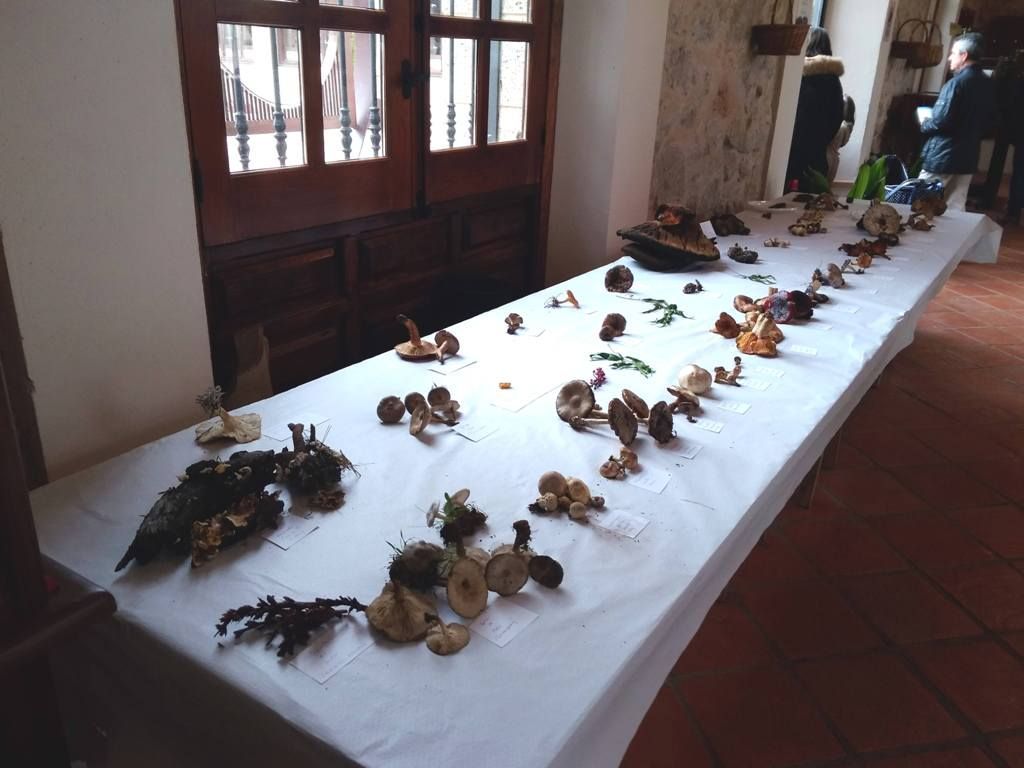 Villarrubia setas 2