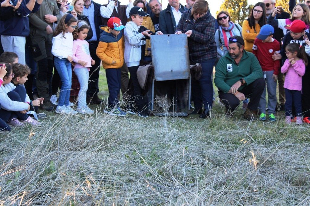 Olmedo parricipa en la suelta del lince