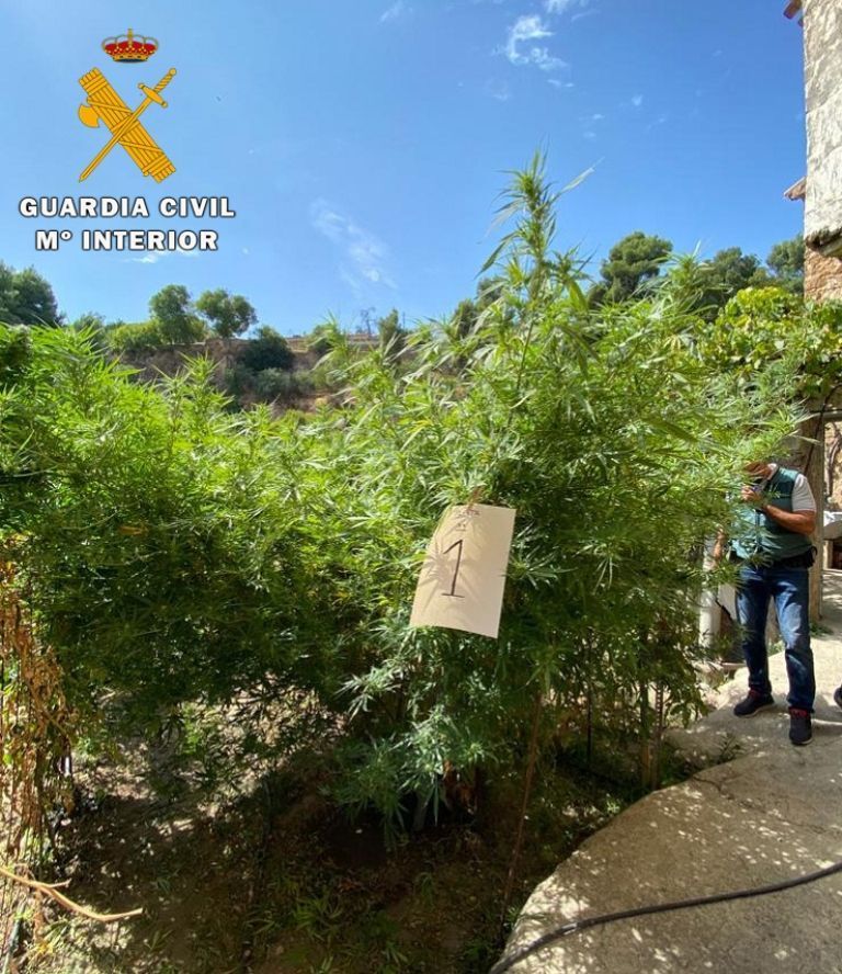 plantacion cannabis en Letur 2