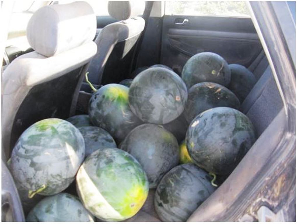 sandias