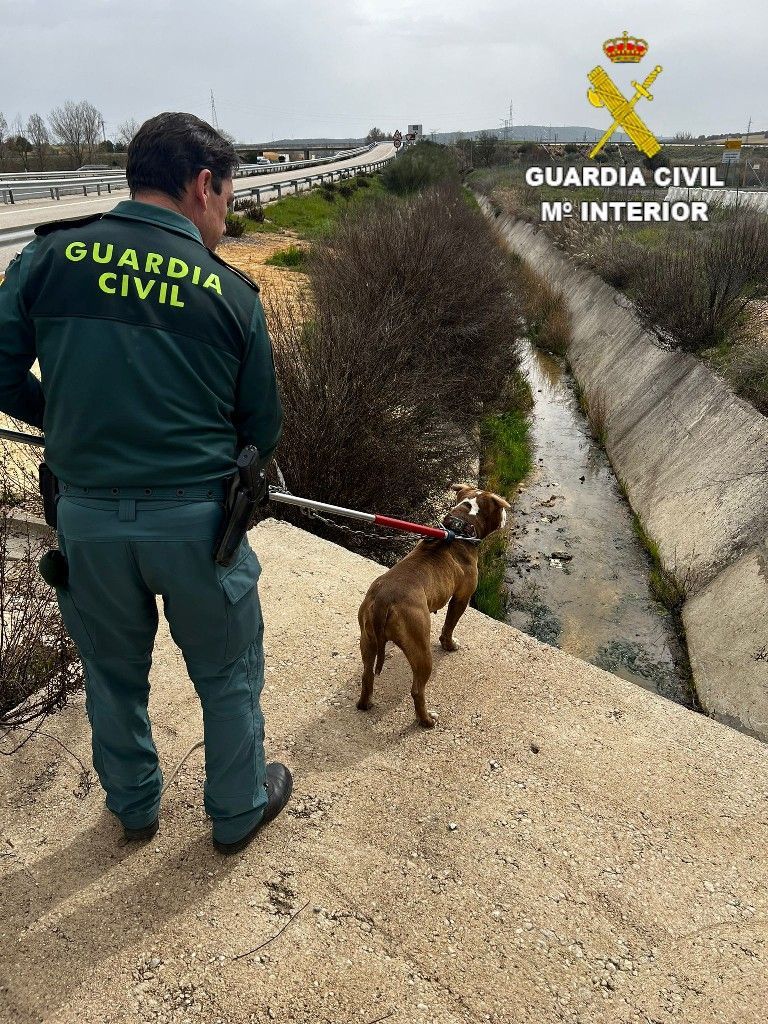 fotoperro
